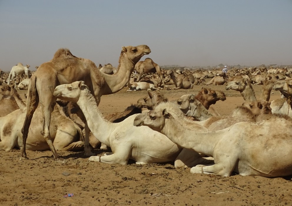 Camel Market, Omdurman, Sudan