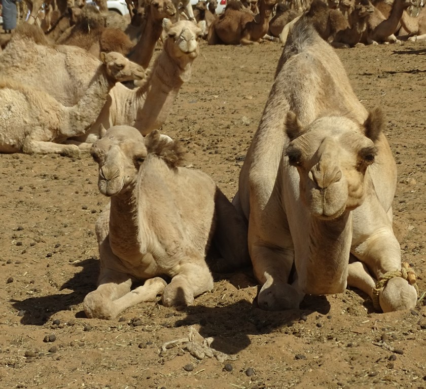 Camel Market, Omdurman, Sudan