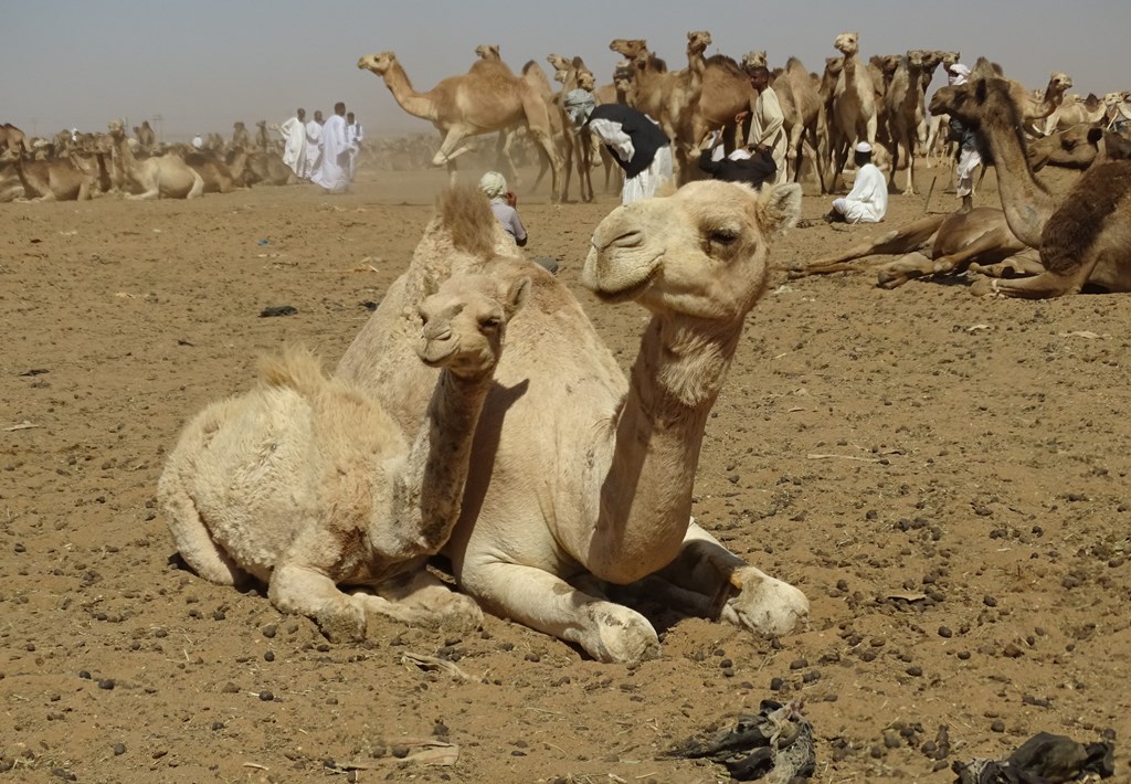 Camel Market, Omdurman, Sudan