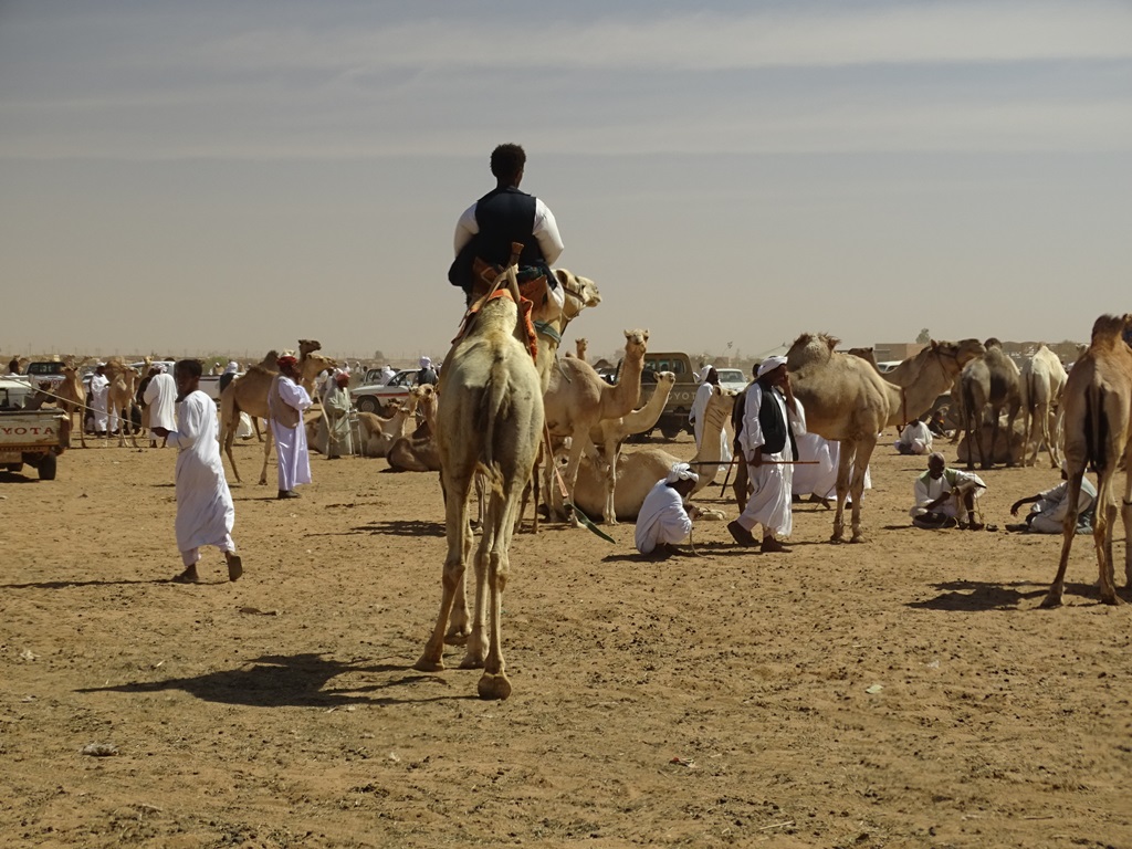 Camel Market, Omdurman, Sudan