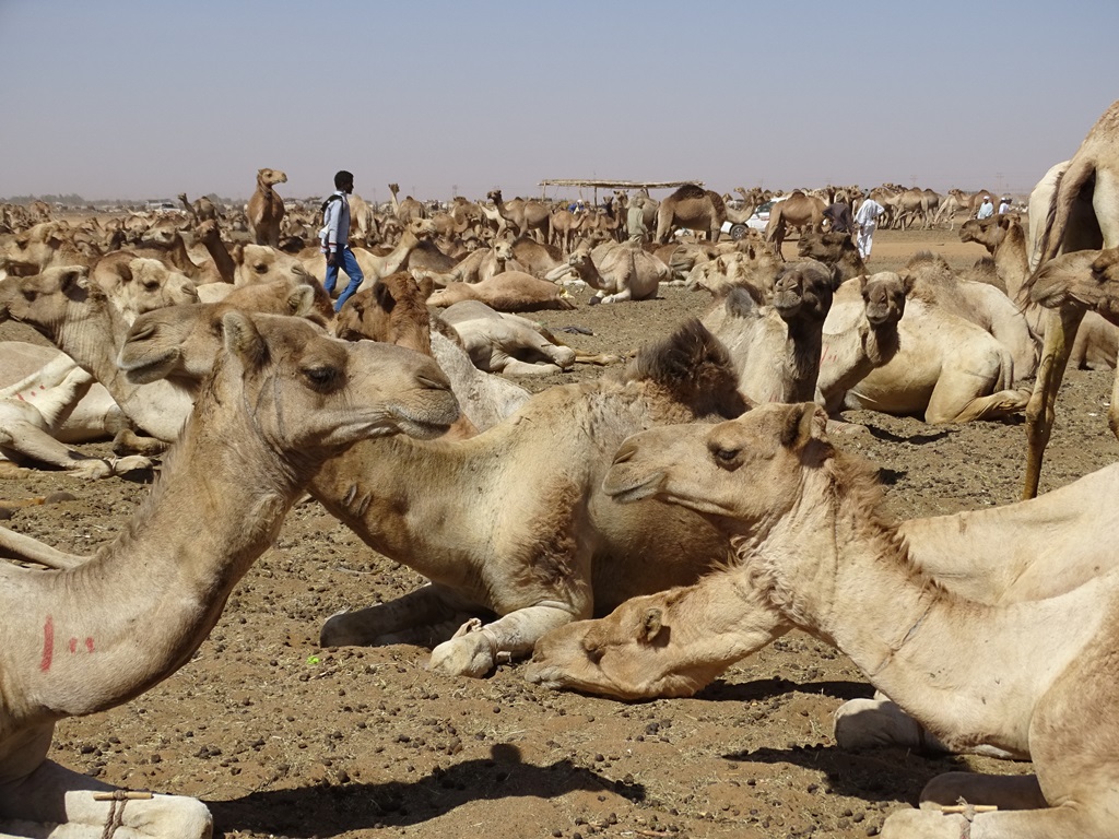 Camel Market, Omdurman, Sudan