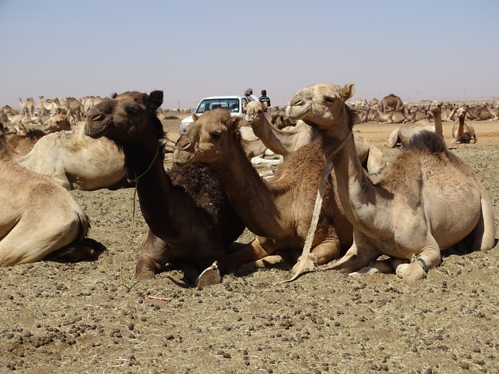 Camel Market, Omdurman, Sudan