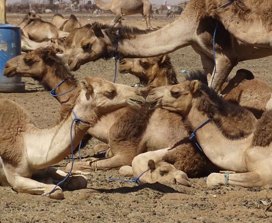 Camel Market, Omdurman, Sudan