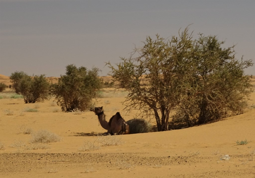 The West Road, Bayuda Desert, Sudan