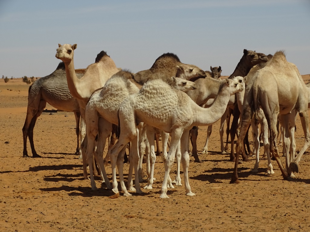 The West Road, Bayuda Desert, Sudan