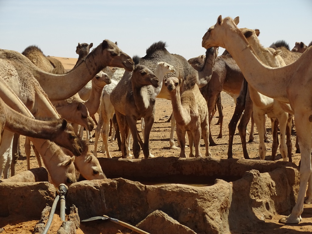 The West Road, Bayuda Desert, Sudan