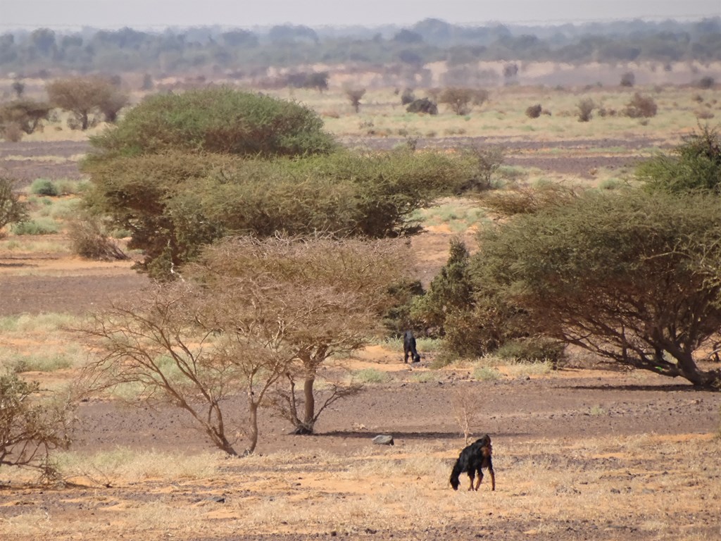 Sudan Desert