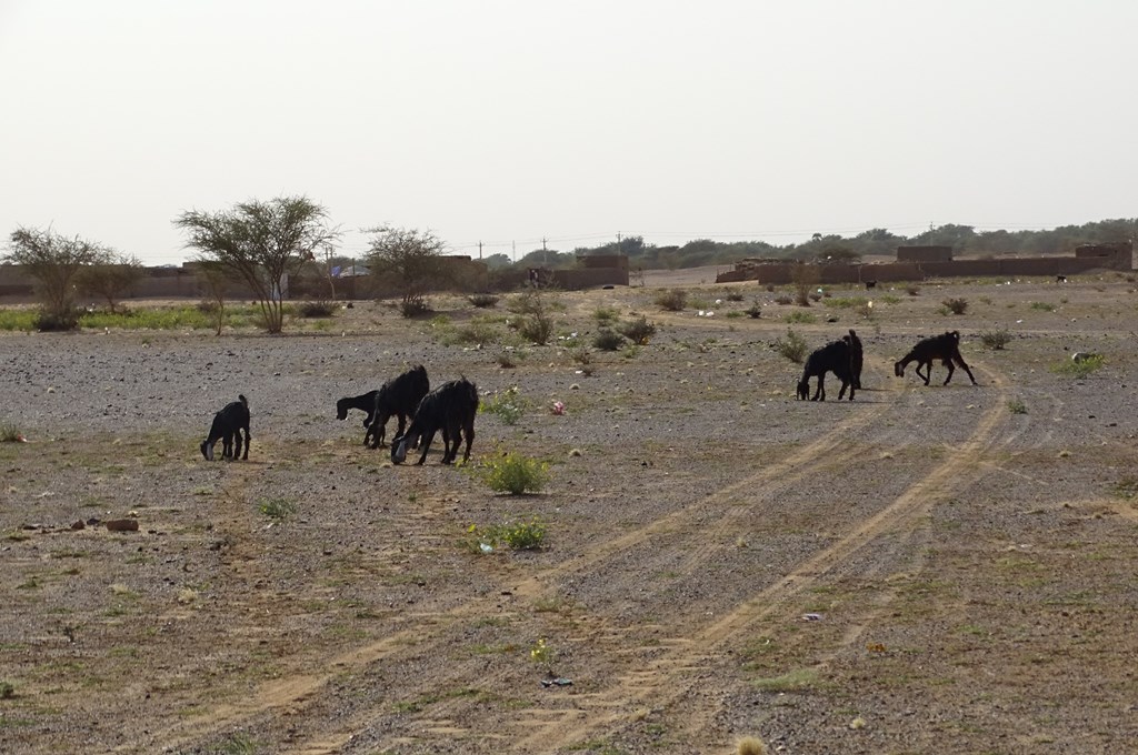 Sudan Desert