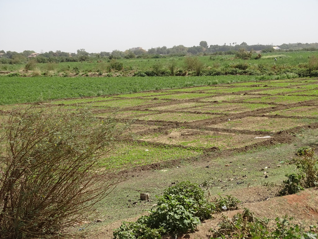 The Nile, Omdurman, Sudan