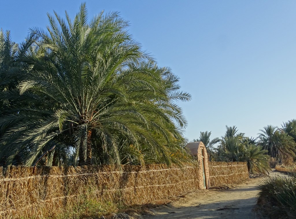 Siwa Oasis, Western Desert, Egypt