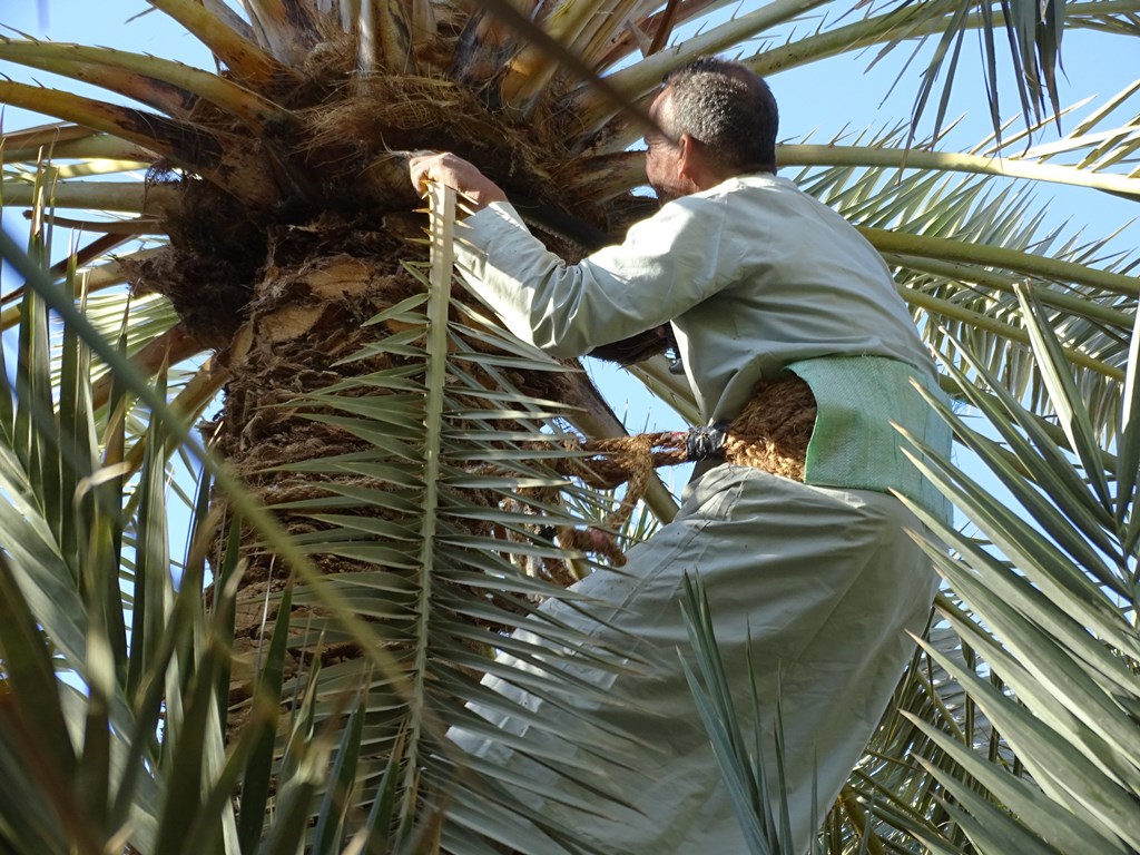 Siwa Oasis, Western Desert, Egypt