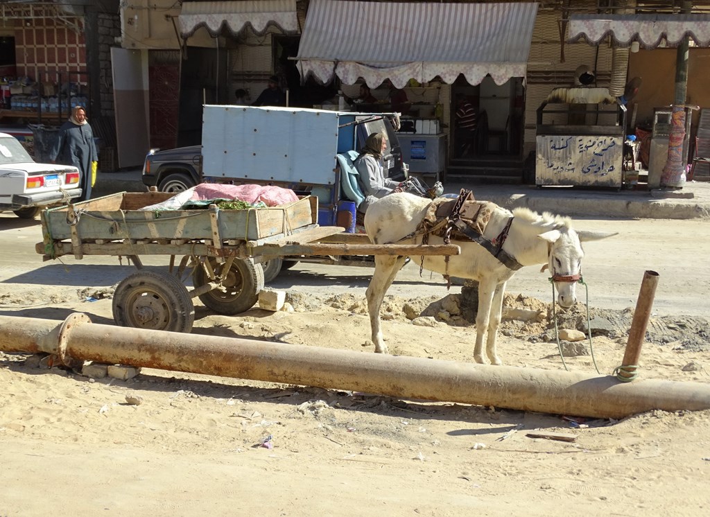 Siwa Oasis, Western Desert, Egypt