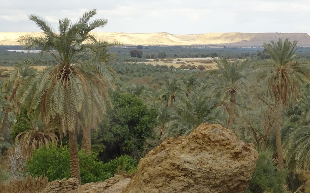  Bahariya Oasis, Western Desert, Egypt