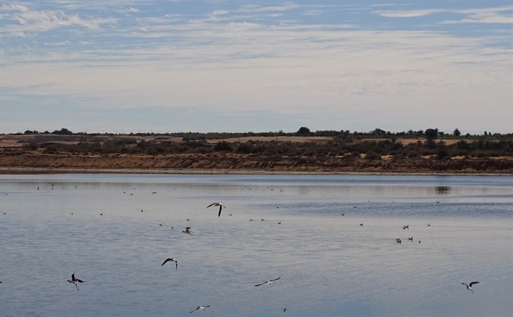 The Western Desert, Farafra to Dakhla, Egypt