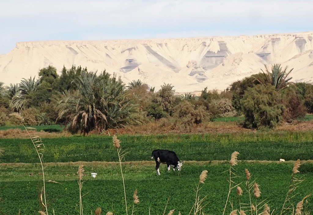 The Western Desert, Farafra to Dakhla, Egypt