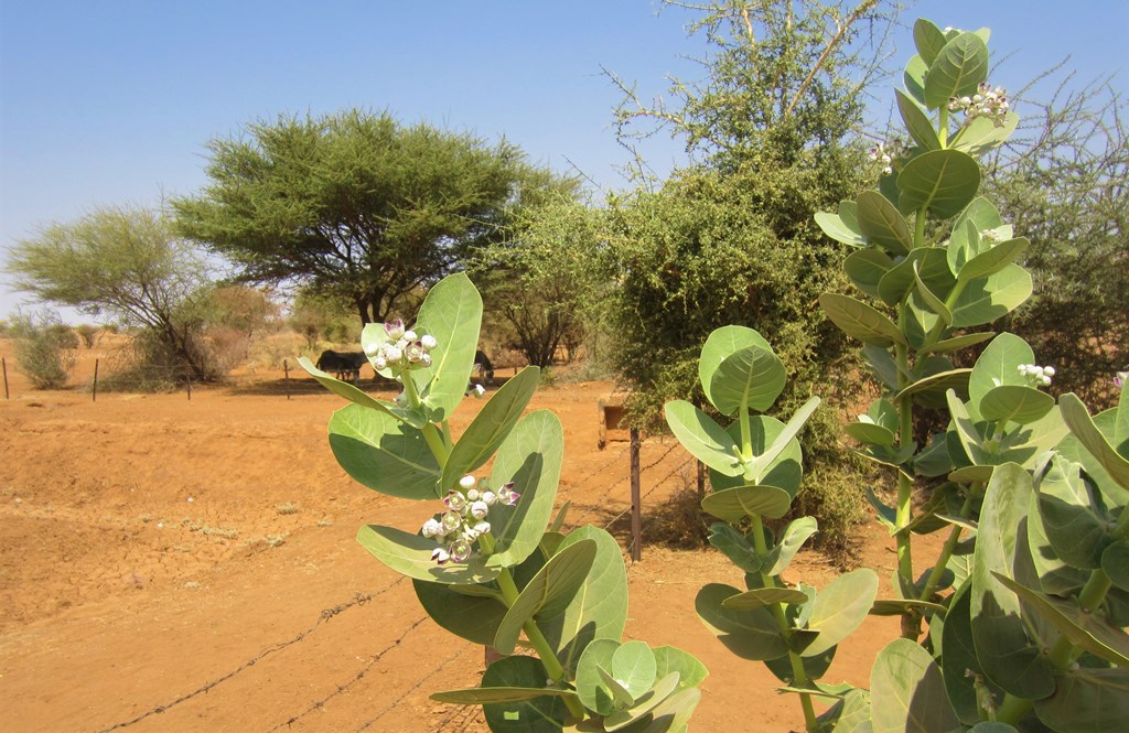 The Desert, Northern State, Sudan