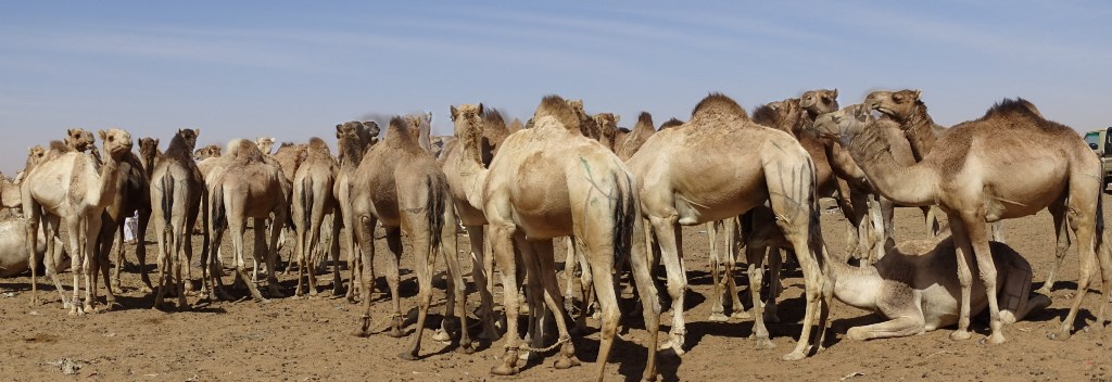 Camel Market, Omdurman, Sudan