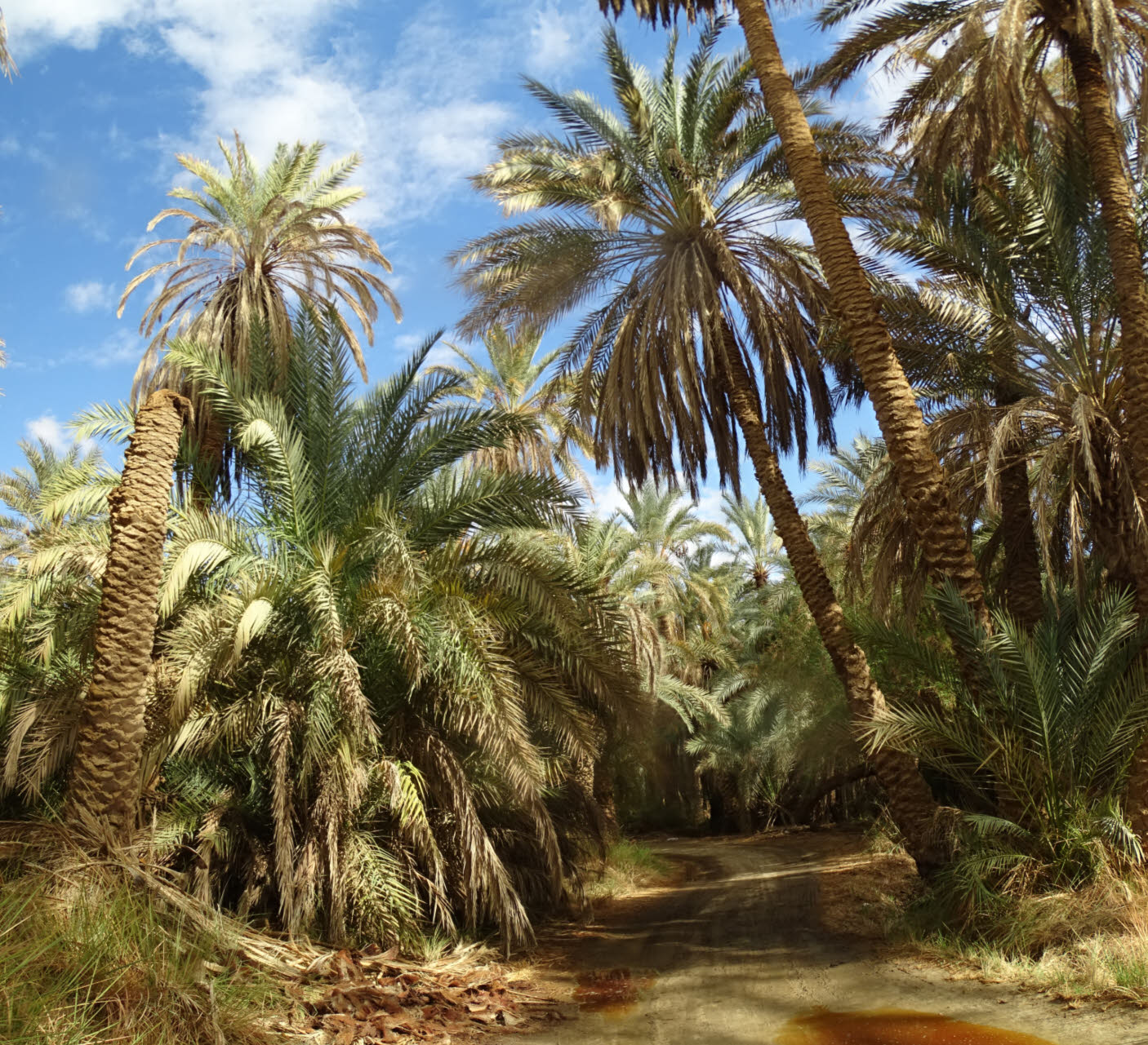  Bahariya Oasis, Western Desert, Egypt