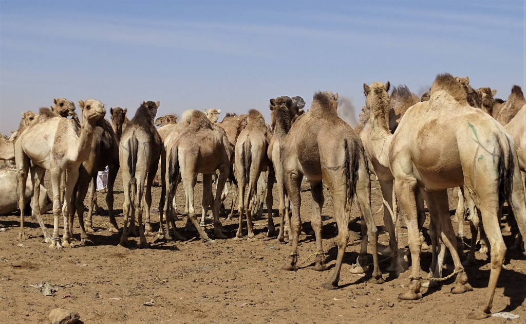 Camel Market, Omdurman, Sudan