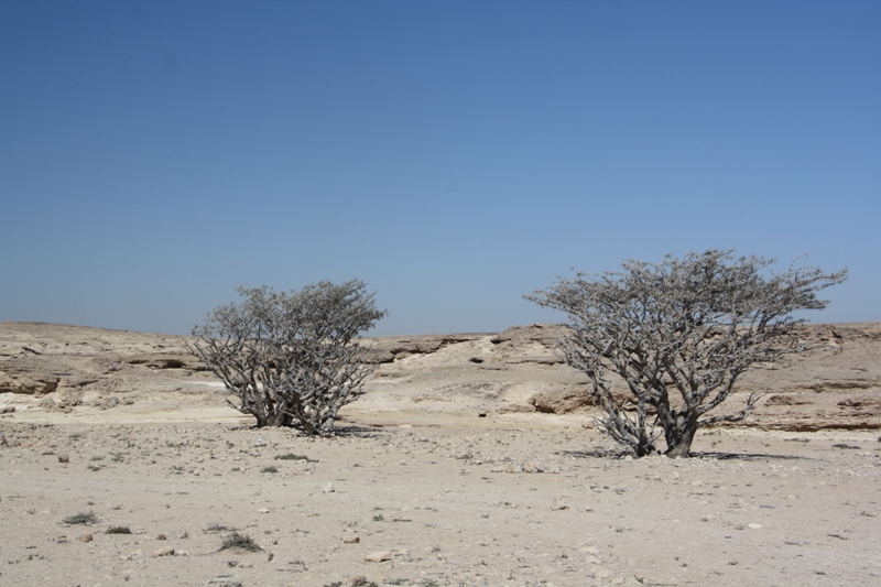 Frankincense Trees