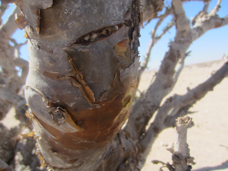 Frankincense Tree