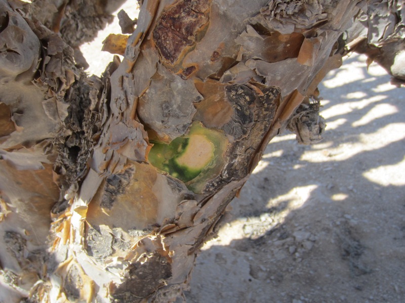 Frankincense Resin