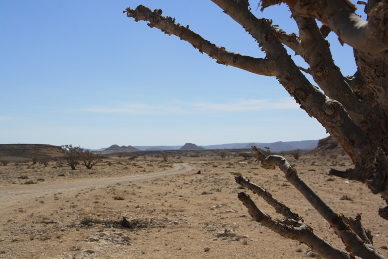 Frankincense and the Arabian Peninsula