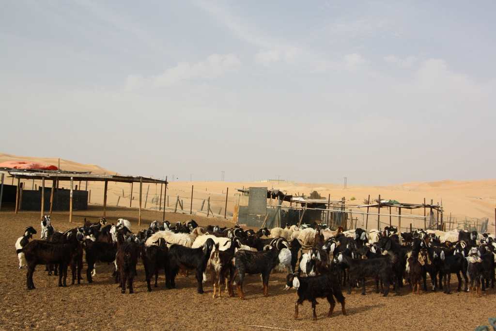 Industrial Area, Moreeb Hill Sand Dunes, (Tal Mireb) Abu Dhabi, United Arab Emirates