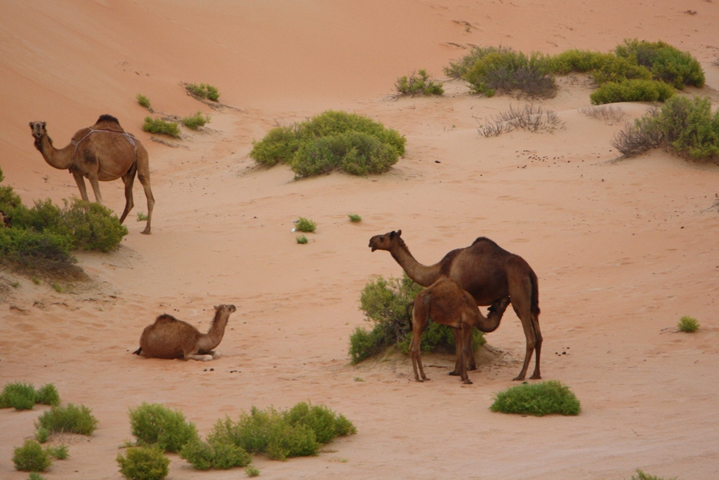  Moreeb Hill Sand Dunes, (Tal Mireb) Abu Dhabi, United Arab Emirates