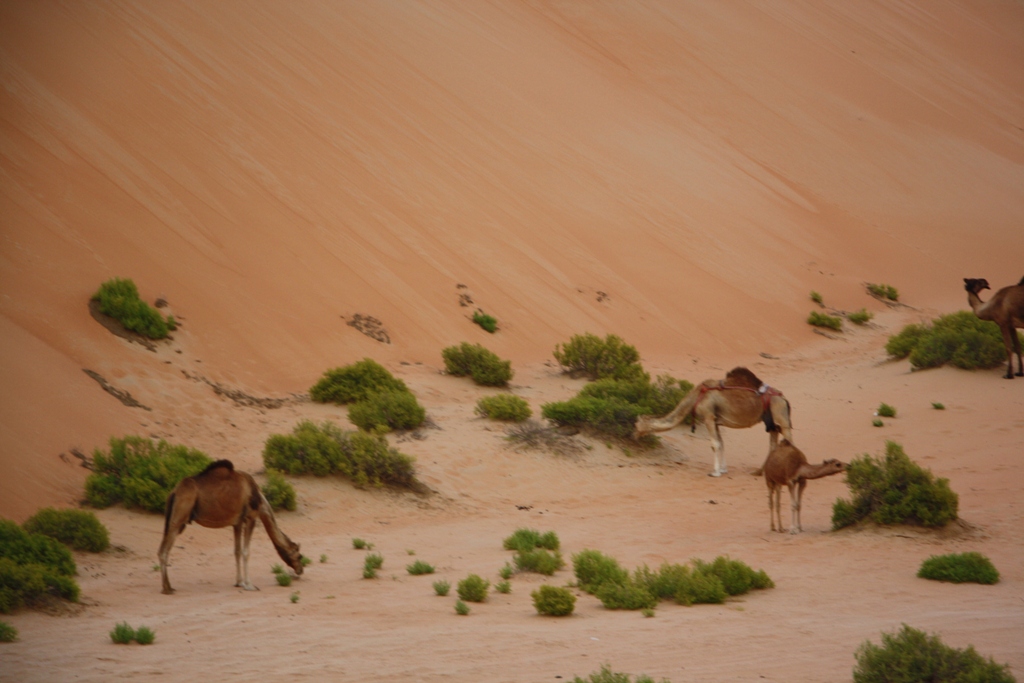 Moreeb Hill Sand Dunes, Abu Dhabi, United Arab Emirates