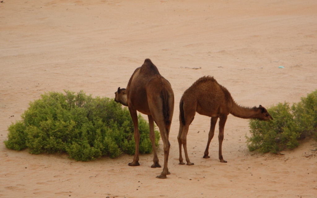 Moreeb Hill Sand Dunes, Abu Dhabi, United Arab Emirates