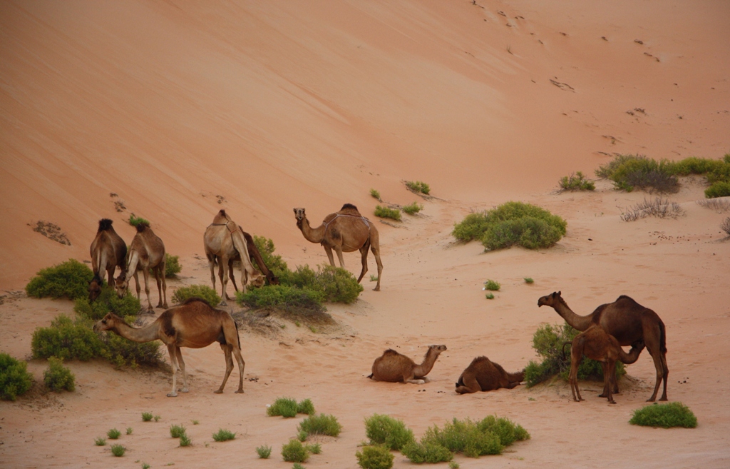 Moreeb Hill Sand Dunes, Abu Dhabi, United Arab Emirates