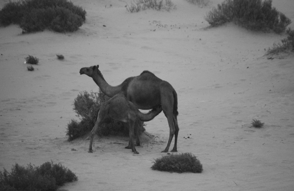 Moreeb Hill Sand Dunes, Abu Dhabi, United Arab Emirates