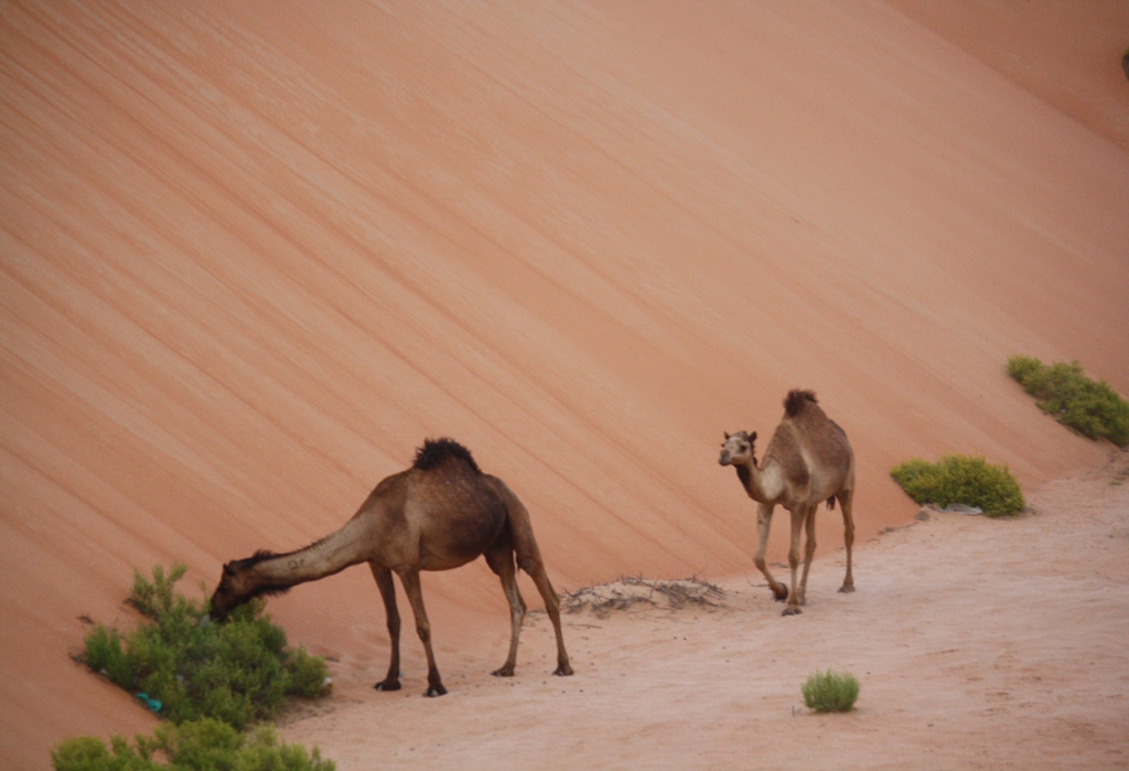 Moreeb Hill Sand Dunes, Abu Dhabi, United Arab Emirates