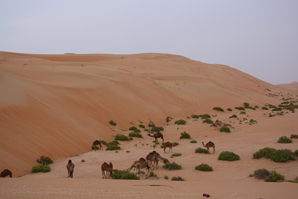 Moreeb Hill Sand Dunes, Abu Dhabi, United Arab Emirates