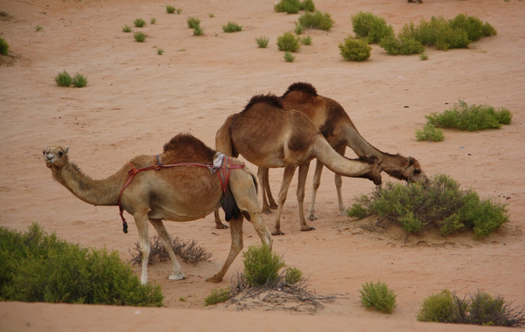 Moreeb Hill Sand Dunes, Abu Dhabi, United Arab Emirates