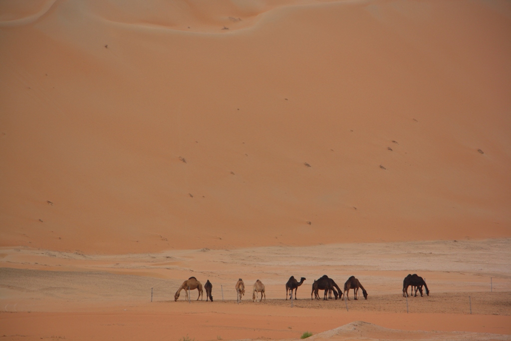 Moreeb Hill Sand Dunes, (Tal Mireb) Abu Dhabi, United Arab Emirates