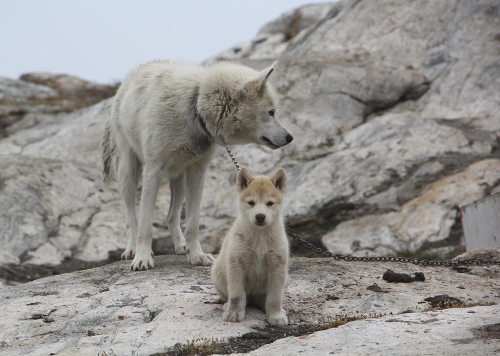 Semiliqaq, East Greenland