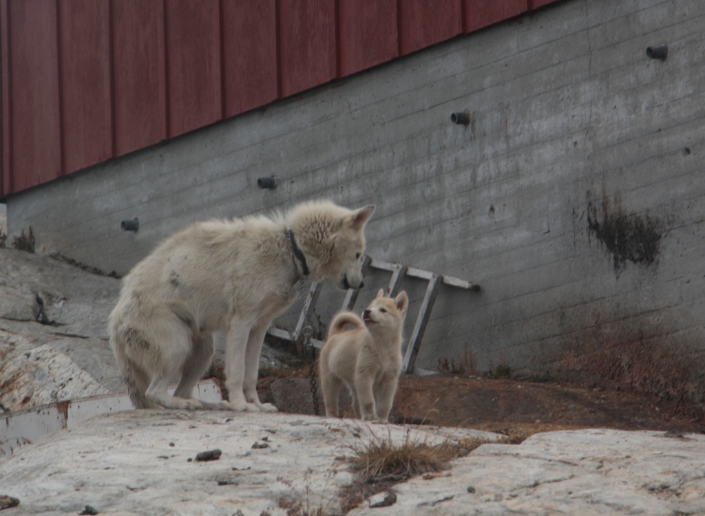 Semiliqaq, East Greenland