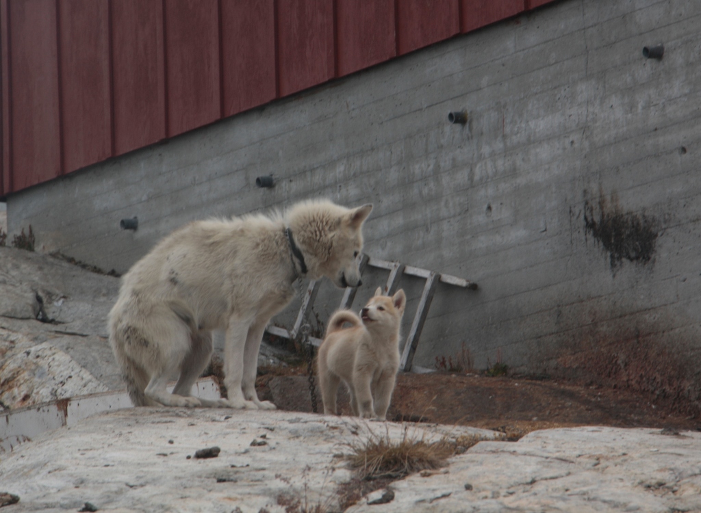 Semiliqaq, East Greenland