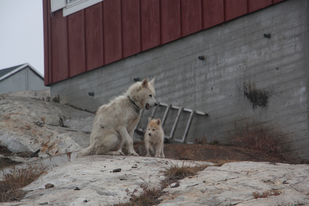 Semiliqaq, East Greenland