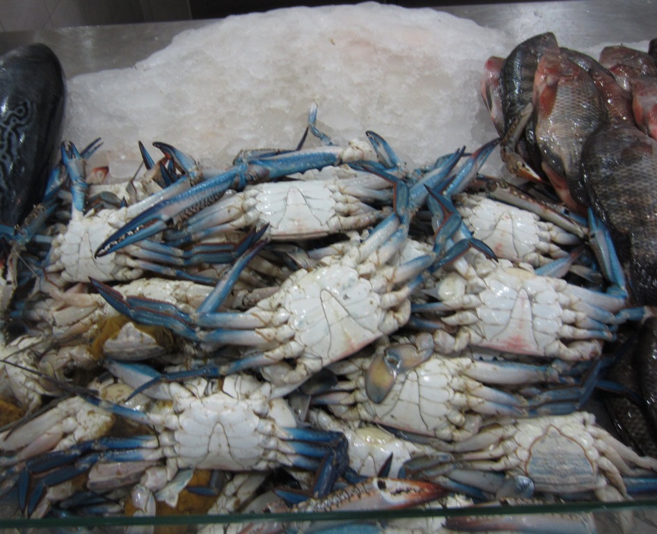 Fish Souk, Sharjah, UAE