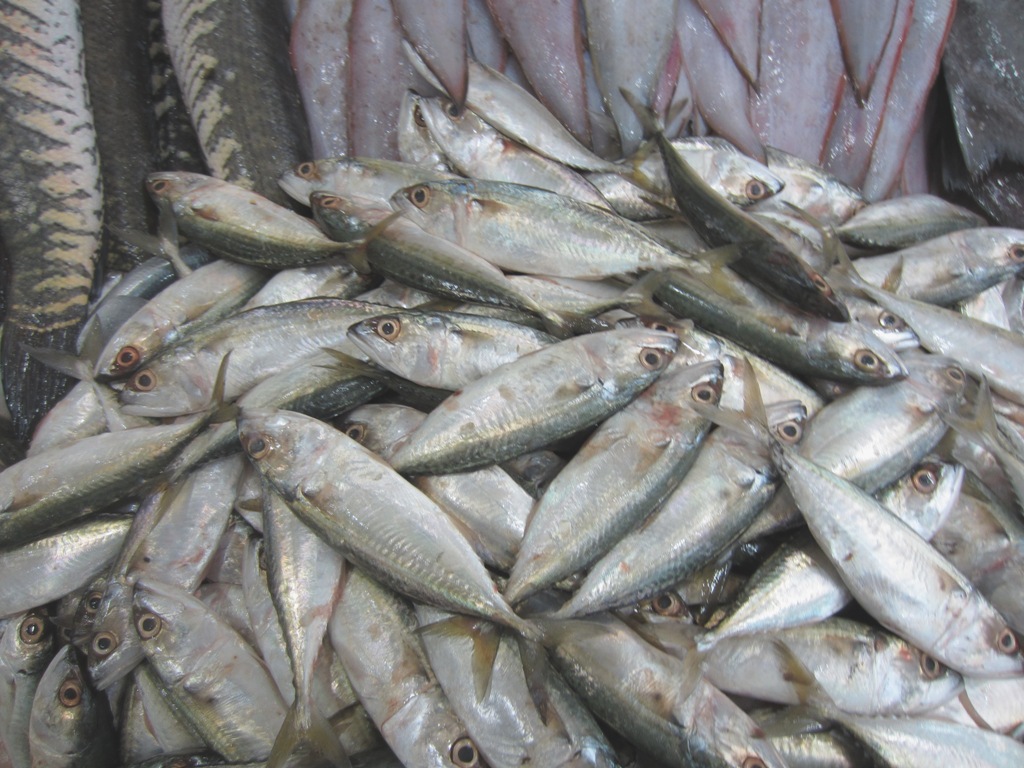 Fish Souk, Sharjah, UAE