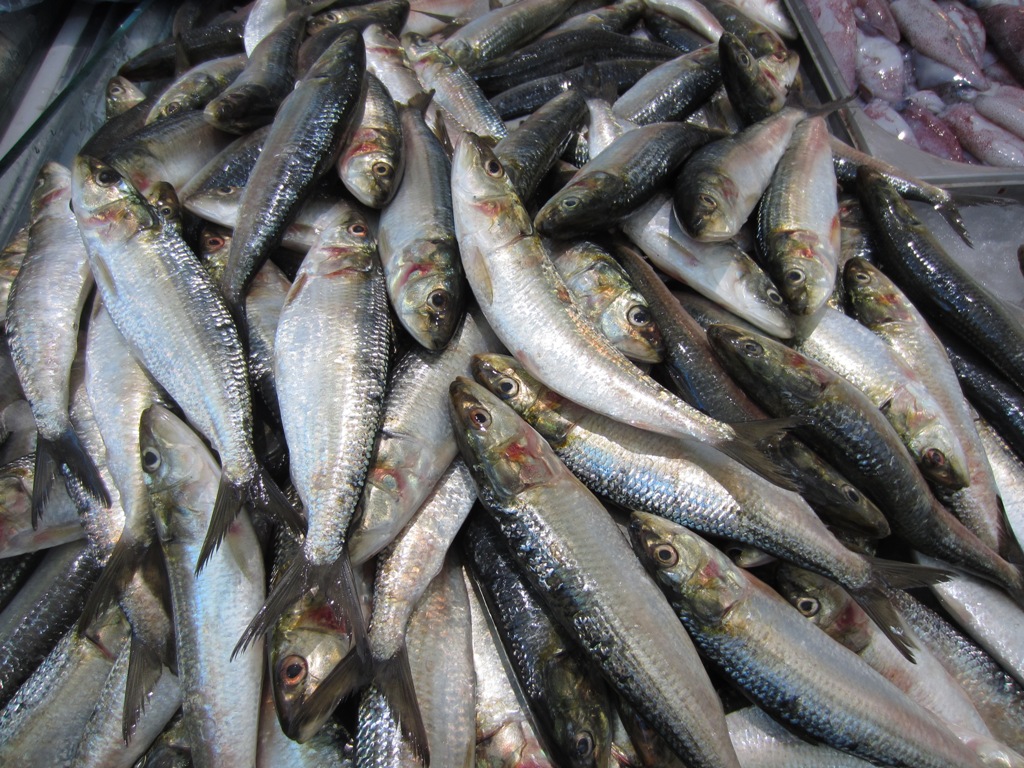 Fish Souk, Sharjah, UAE