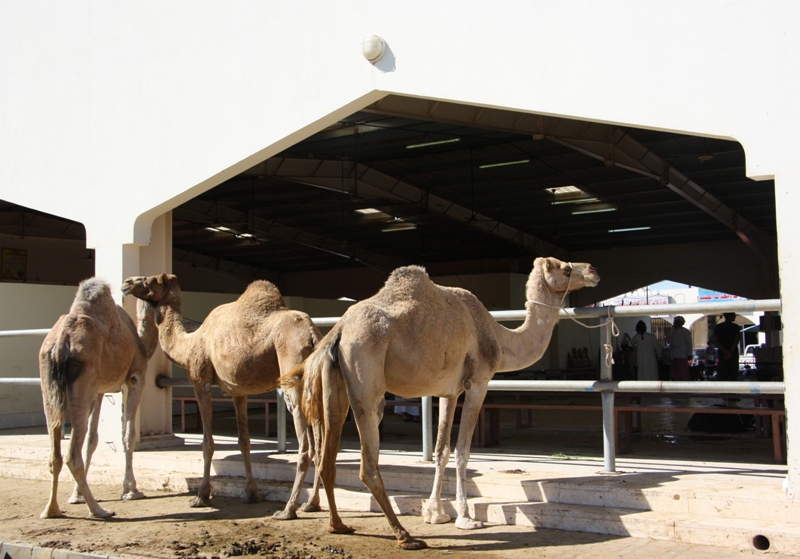 Sinaw Souk, Oman