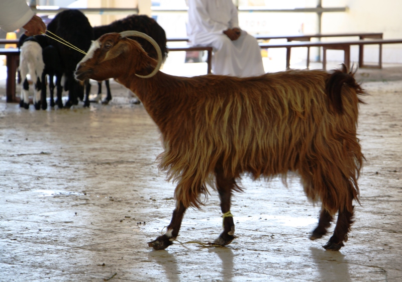 Sinaw Souk, Oman