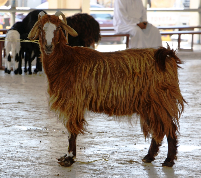 Sinaw Souk, Oman