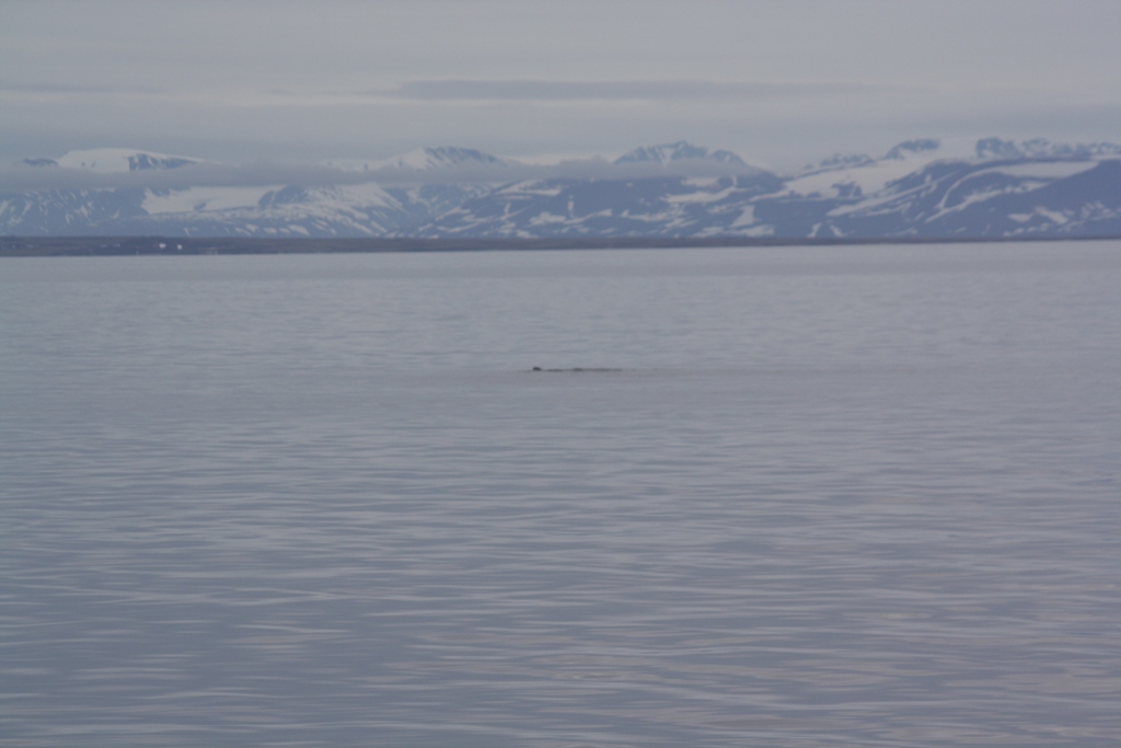 Searching in the Arctic Ocean