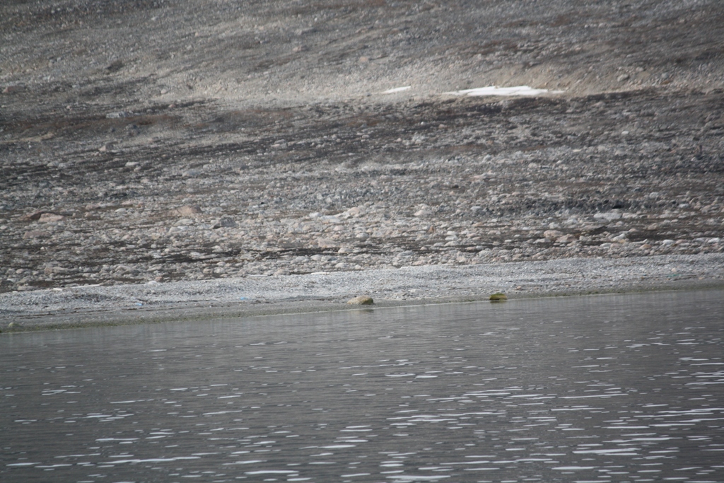 Searching in the Arctic Ocean