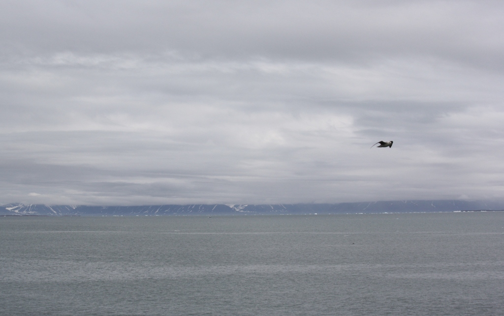 Searching in the Arctic Ocean